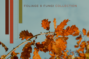 Foliage & Fungi - Fall Forest Inspired Yarn Color Palette